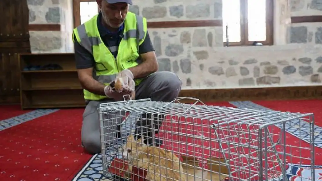 'Kedi 500 yıllık caminin minberinde doğum yaptı, belediye sahip çıktı'