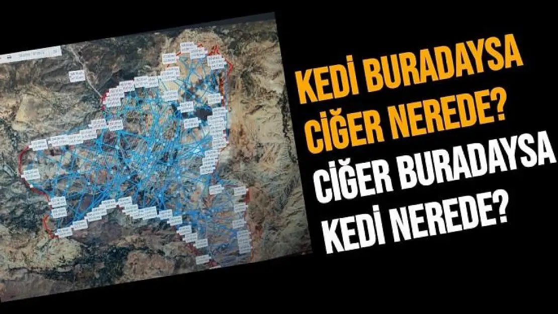 Kedi buradaysa ciğer nerede? Ciğer buradaysa kedi nerede