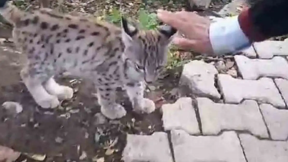 '''Kedi değil Aslan gibi'''