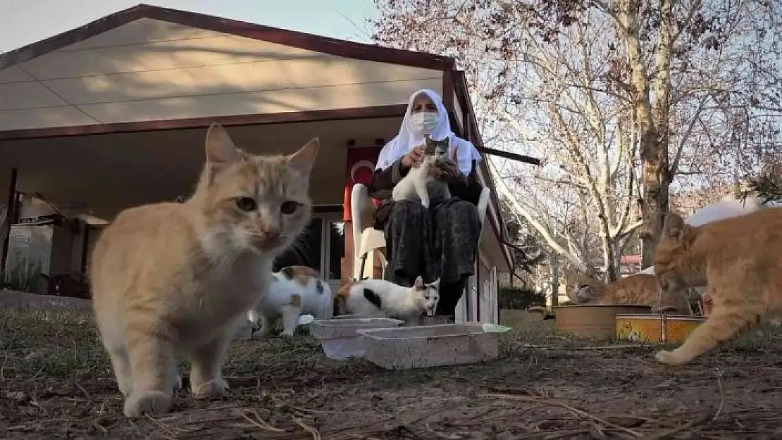 'Kedi dostu Zahide Nine, yıllardır onlara annelik yapıyor'