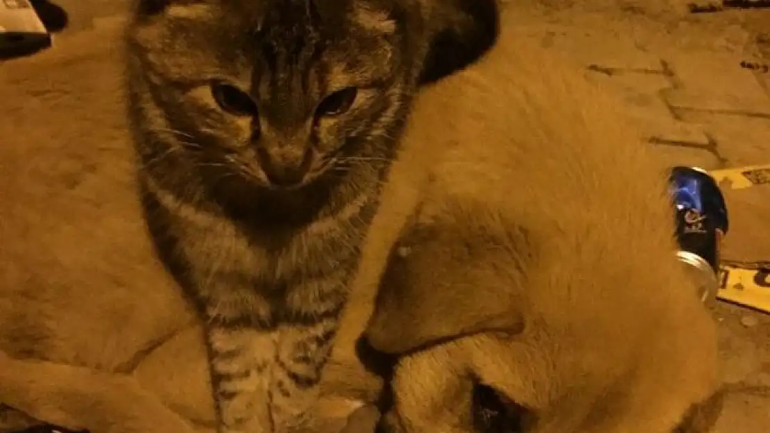 'Kedi ile köpeğin şaşırtan dostluğu'