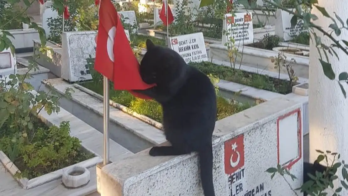 'Kedi, şehitlikteki Türk bayrağını öptü'