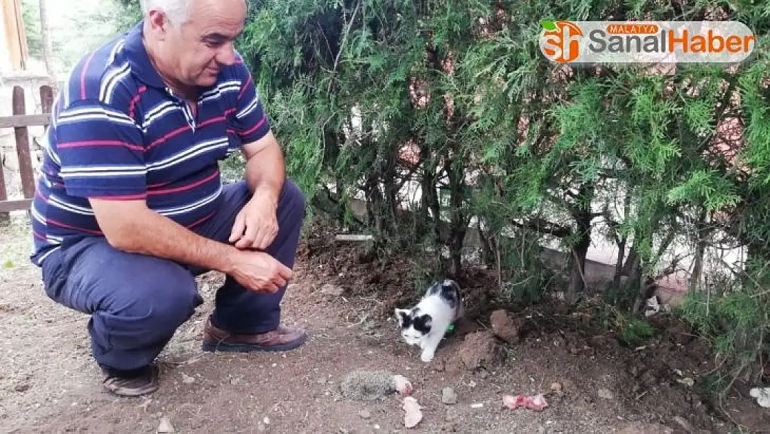 Yavru kirpiye Kedi sahip çıktı