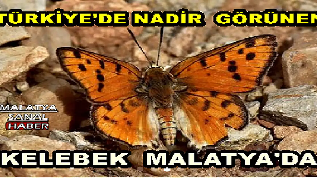 TÜRKİYE'DE NADİR  GÖRÜNEN KELEBEK  MALATYA'DA GÖRÜLDÜ