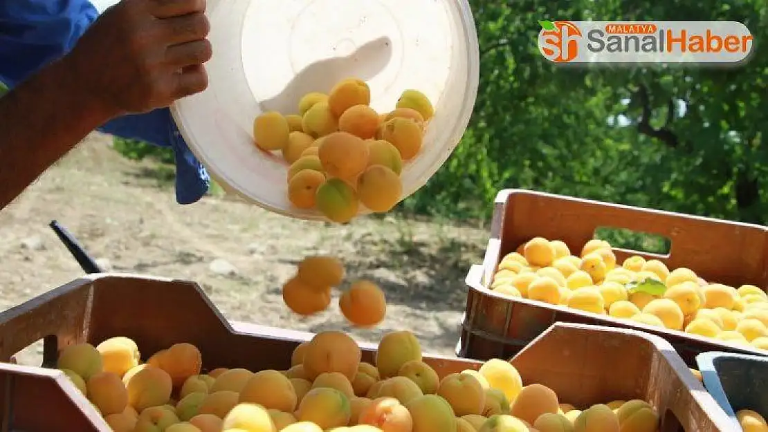 Kayısı Malatya´nın değil Baskil´inmiş