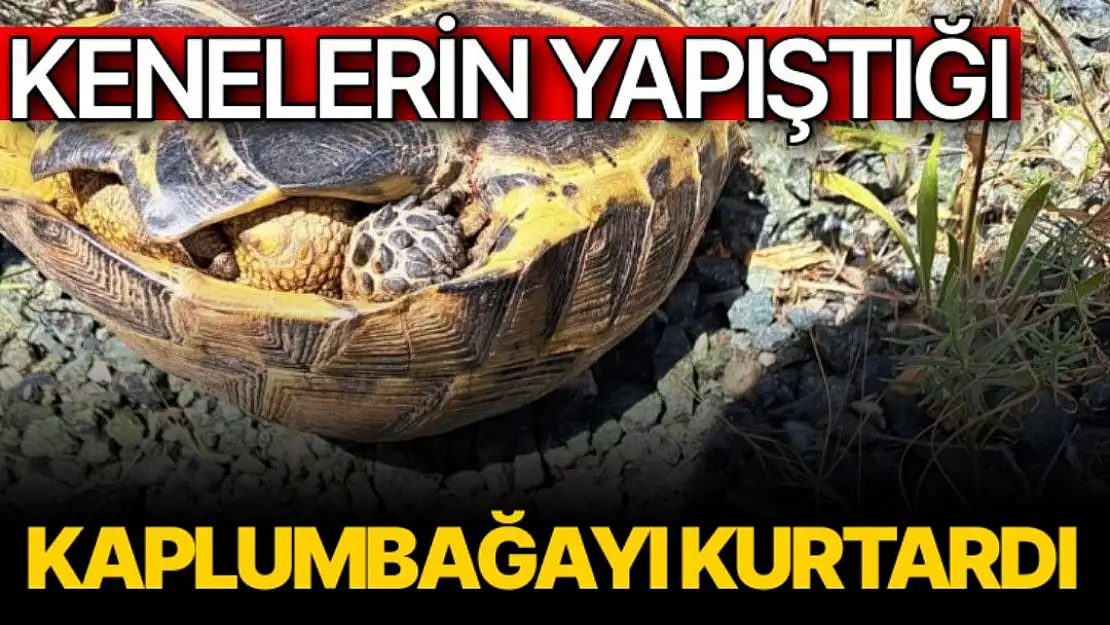 Kenelerin yapıştığı kaplumbağayı kurtardı