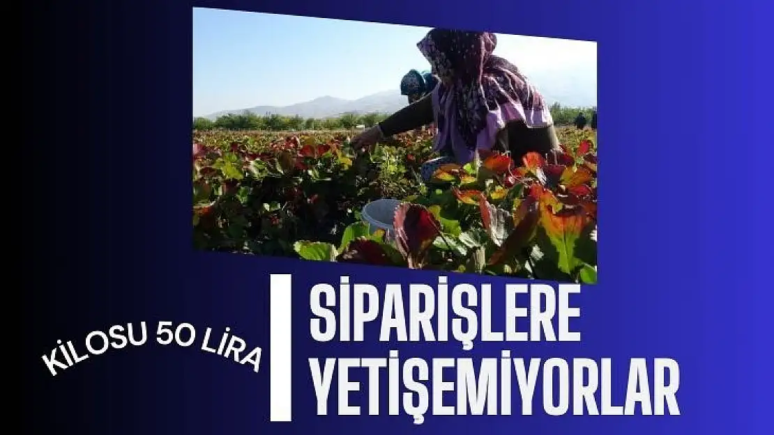 Kilosu 50 lira, siparişlere yetişemiyorlar