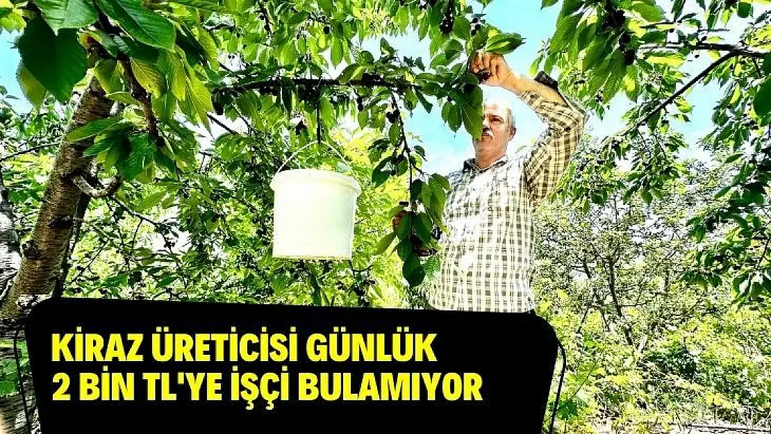 Kiraz üreticisi günlük 2 bin TLye işçi bulamıyor