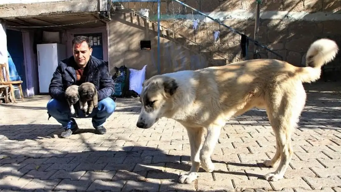 'Kış geldi 850 hanelik köy 50´ye düştü, sokak hayvanları muhtara kaldı'