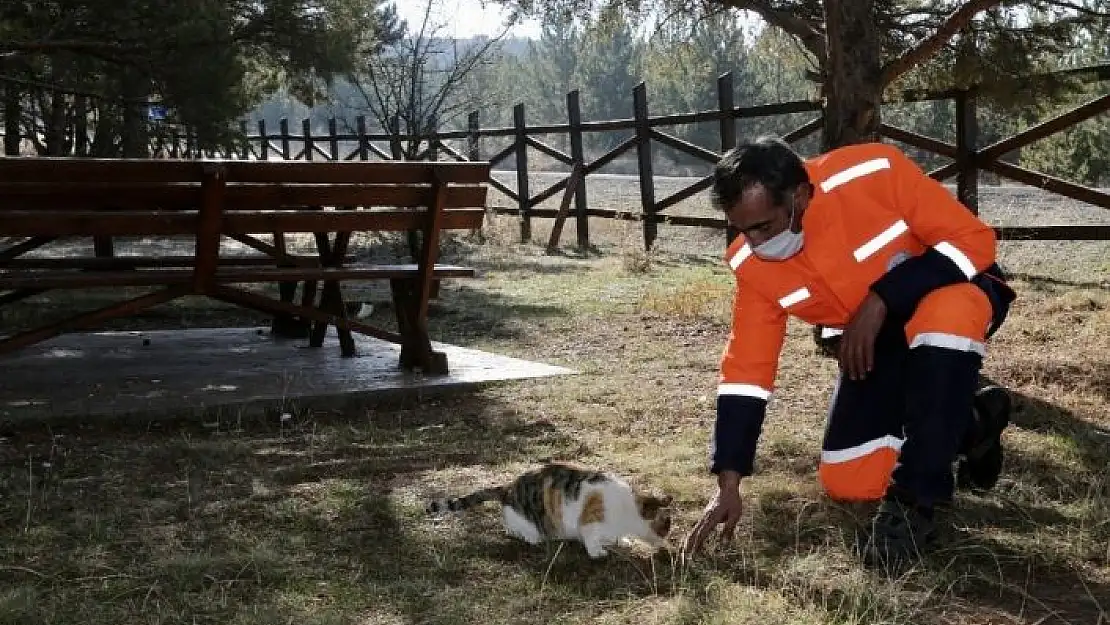 'Kısıtlamada sokak hayvanları unutulmadı'