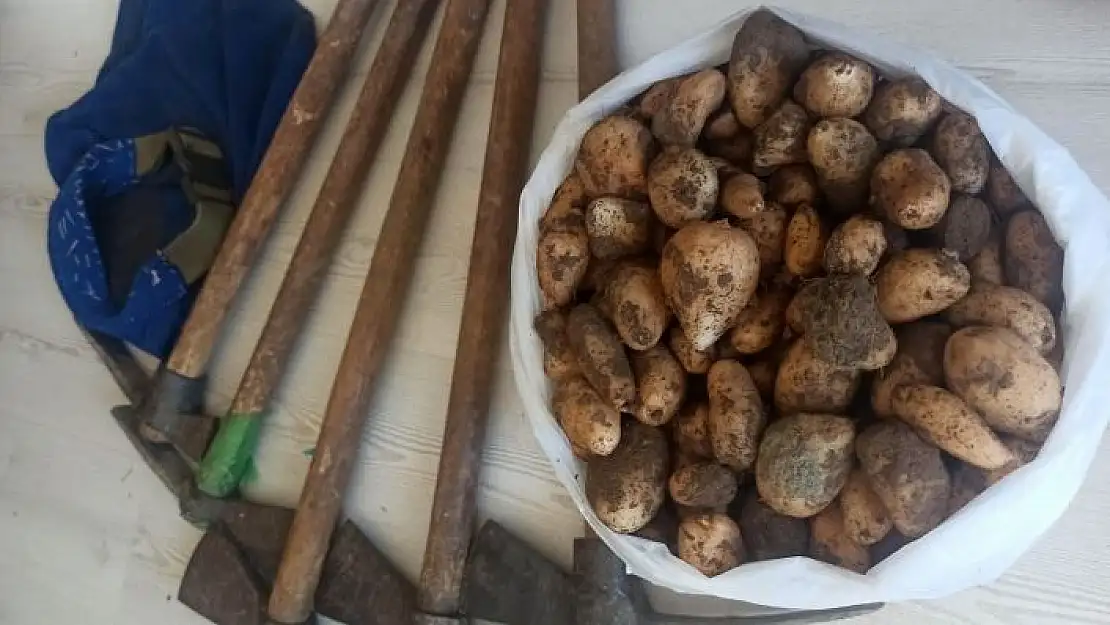 'Kısıtlamayı ihlal edip, salep soğanı toplayan 5 kişi 419 bin 690 TL ceza yedi'