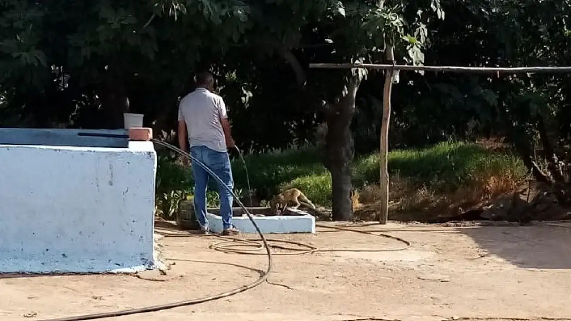 '`Kızım´ diye seslendiği tilkiyi besledi'