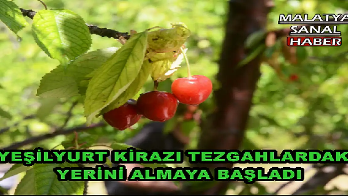 YEŞİLYURT KİRAZI TEZGAHLARDAKİ YERİNİ ALMAYA BAŞLADI
