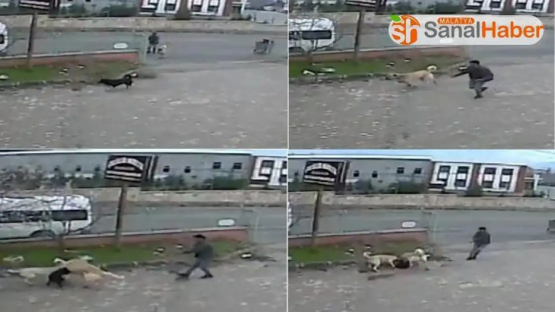 Köpeğe, köpekle işkence anı kamerada