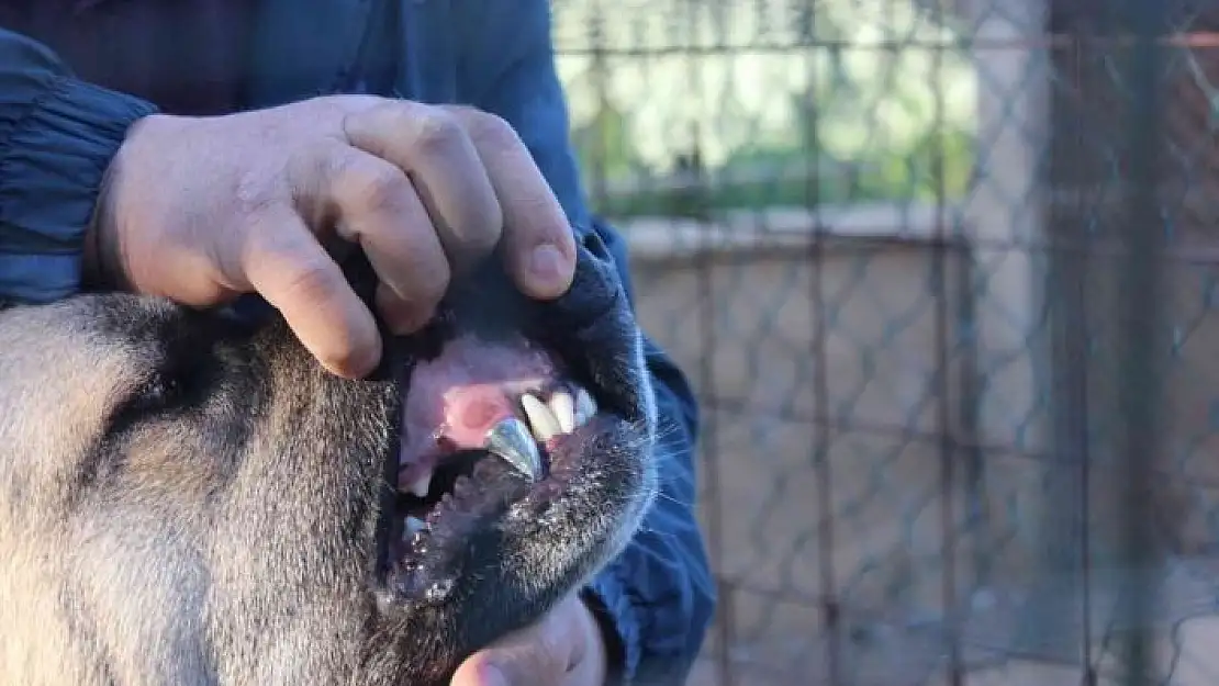 'Köpeğine protez diş yaptı'