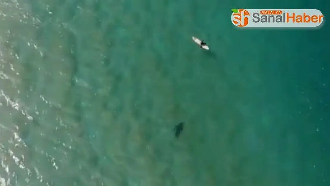 Köpek balığı saldırısını drone ile engelledi
