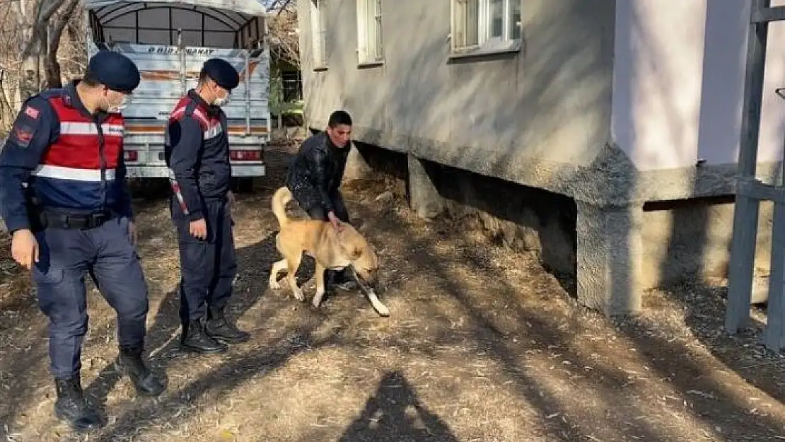 'Köpek dövüştürenler jandarmaya yakalandı'