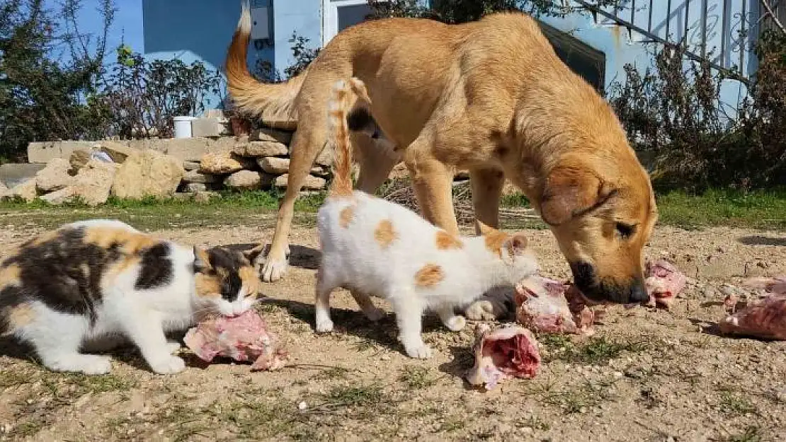 'Köpek ile kedilerin yıllardır süren dostluğu'