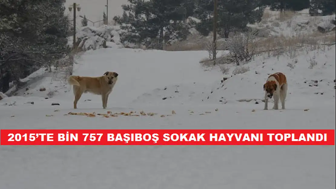 2015´TE BİN 757 BAŞIBOŞ SOKAK HAYVANI TOPLANDI