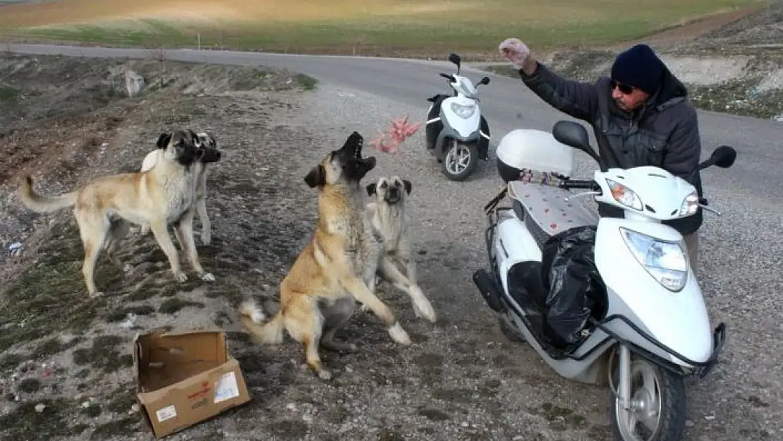 'Köpekler onu korna sesinden tanıyor'