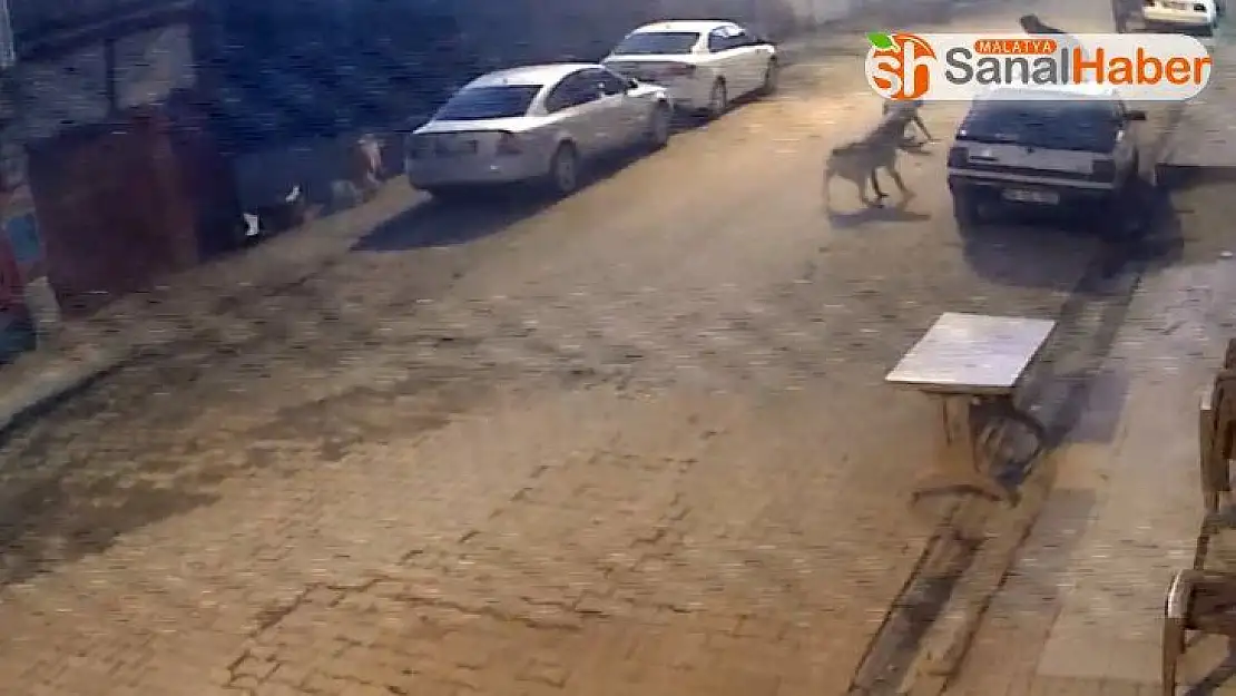 Köpekler saldırdı, darbeyi ise yere düşerek aldı