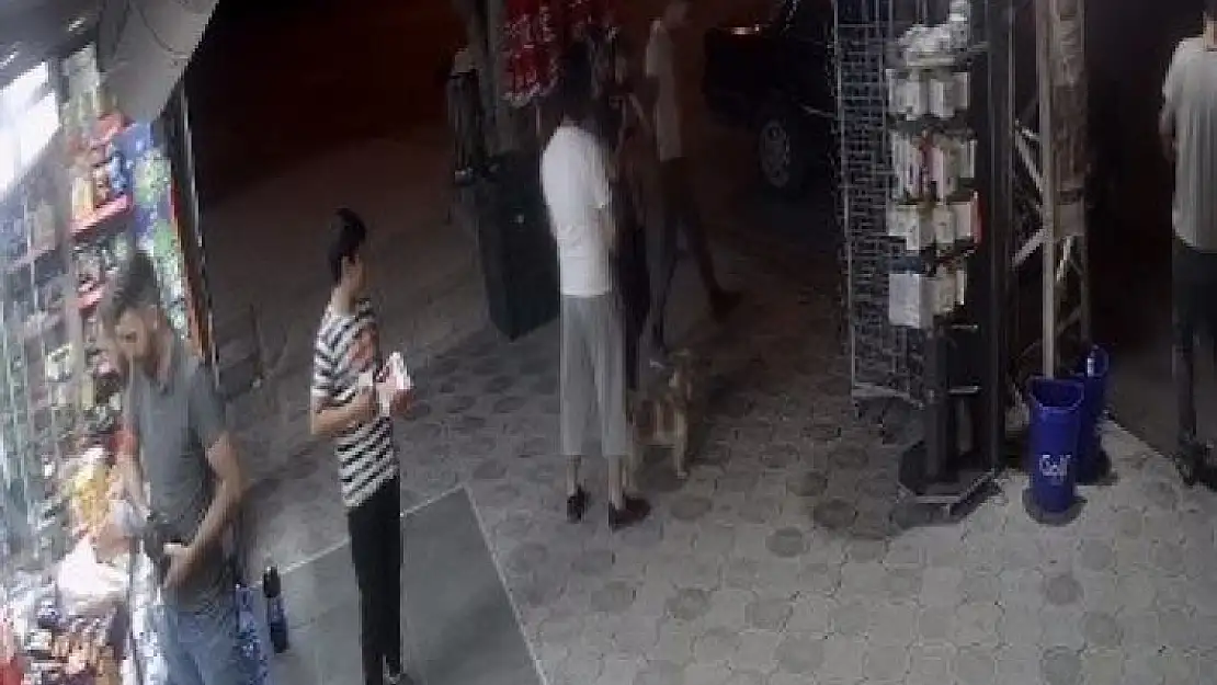 'Köpeklere kedi saldırdı, o anlar güvenlik kamerasına yansıdı'