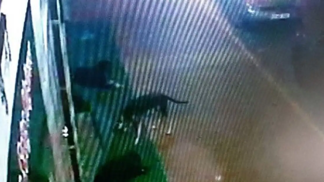 'Köpeklerin oyunu işyeri sahibini canından bezdirdi'