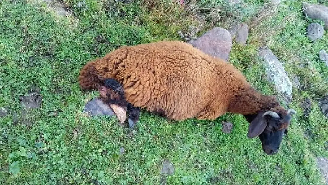 'Köpeklerin saldırısına uğrayan 2 koyun telef oldu'