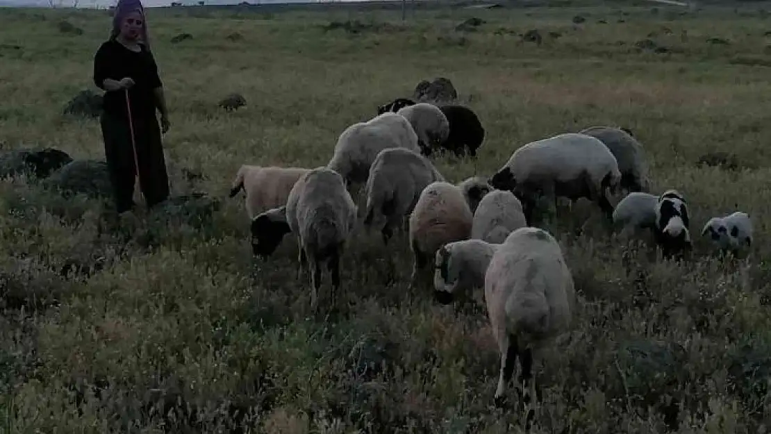 'Köpeklerin saldırısına uğrayan 3 koyun telef oldu'