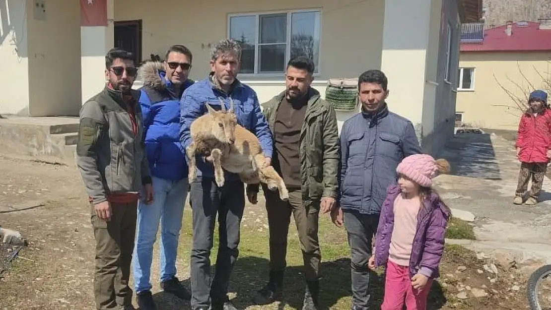 'Köpeklerin saldırısından kaçan yavru yaban keçisi eve sığındı'