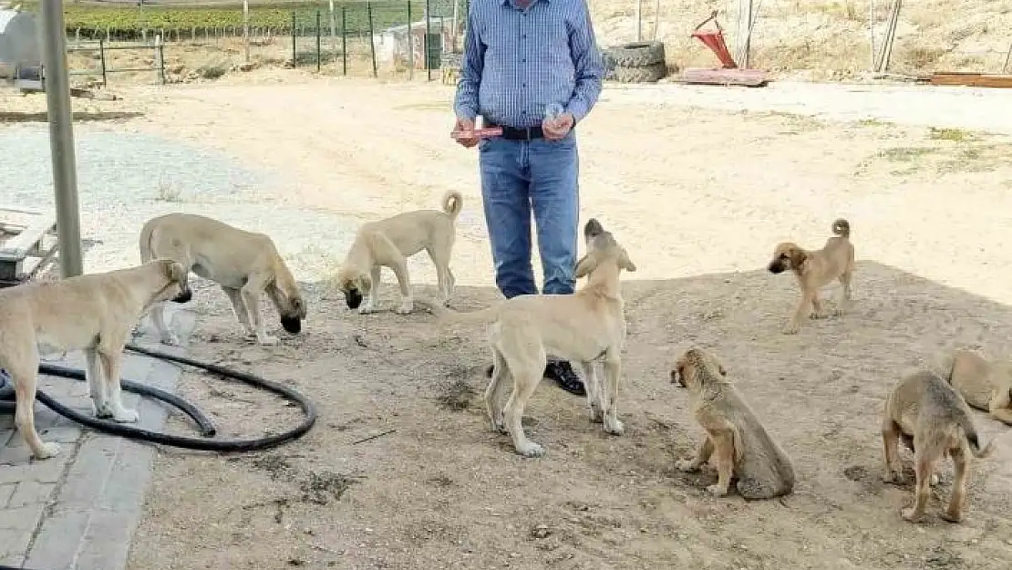 'Köy muhtarının hayvan sevgisi: Çeyrek asırdır sahipsiz köpekleri besliyor'