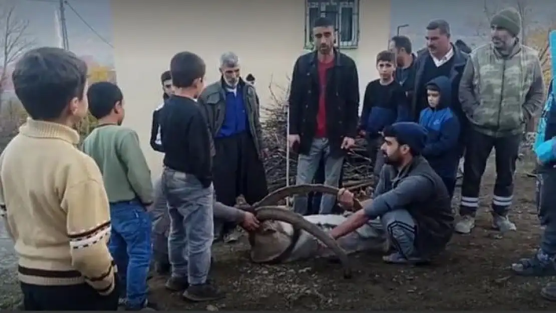 'Köye inen dağ keçisi zarar görmesin diye saatlerce nöbet tuttular'