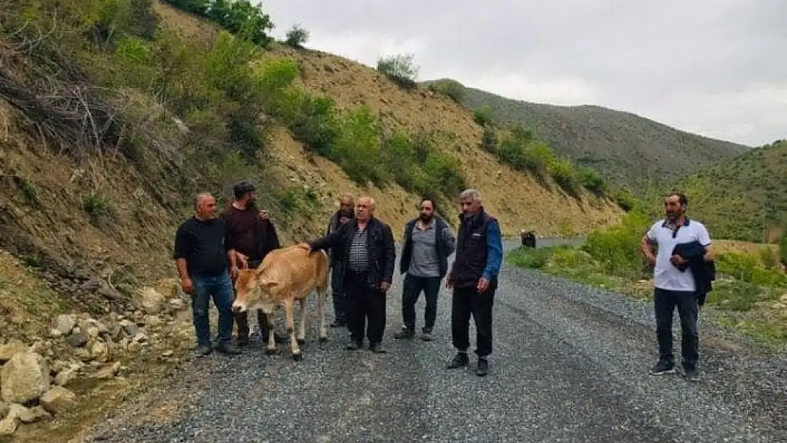 'Köylüler uçuruma yuvarlanan ineği el birliğiyle kurtardı'