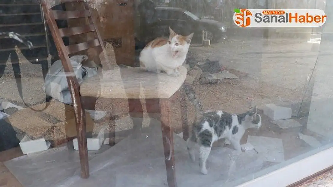Küçük çocuğun dikkati kedilerin hayatını kurtardı