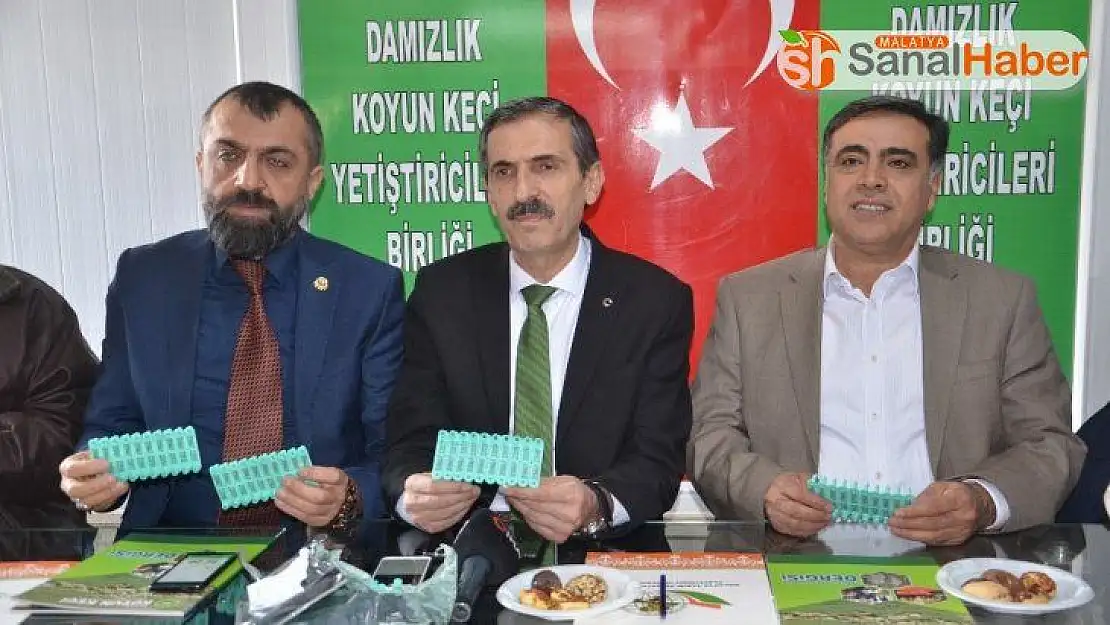 Küçükbaş hayvanlarda küpeleme ve SOYBİS çalışması