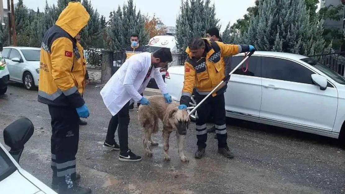 'Kuduz aşılaması tamamlandı'