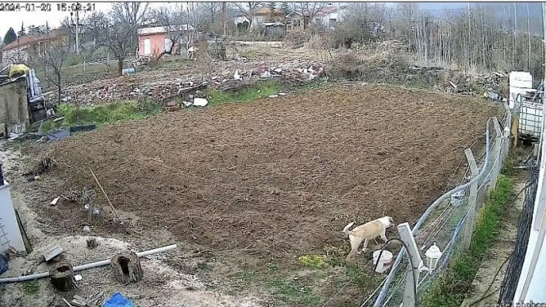 'Kümese giren köpek tavuğu alıp kaçtı, o anlar kameraya yansıdı'