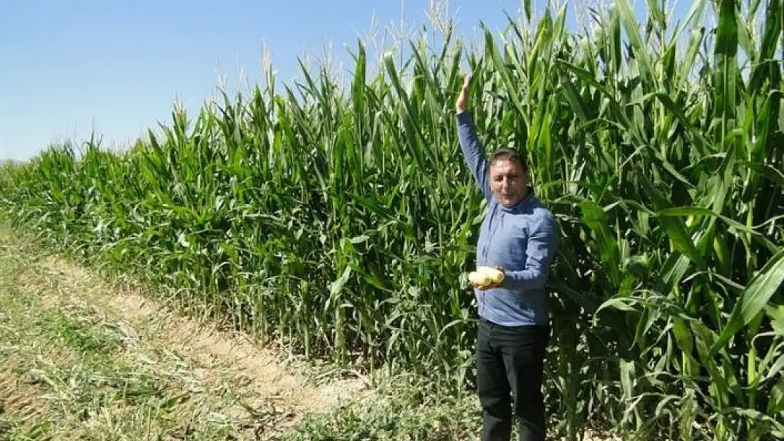 'Kuraklığa rağmen silajlık mısırda rekolte sevinci'