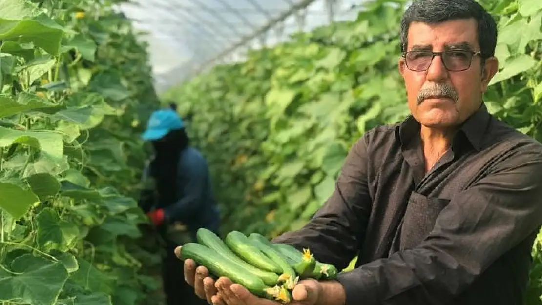 'Kuraklık seracıları da vurdu, rekoltede yüzde 40 kayıp var'