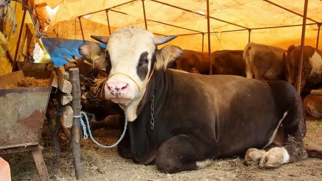 'Kurban Bayramı öncesi Sivas´ta Kurban pazarı açılmayacak'