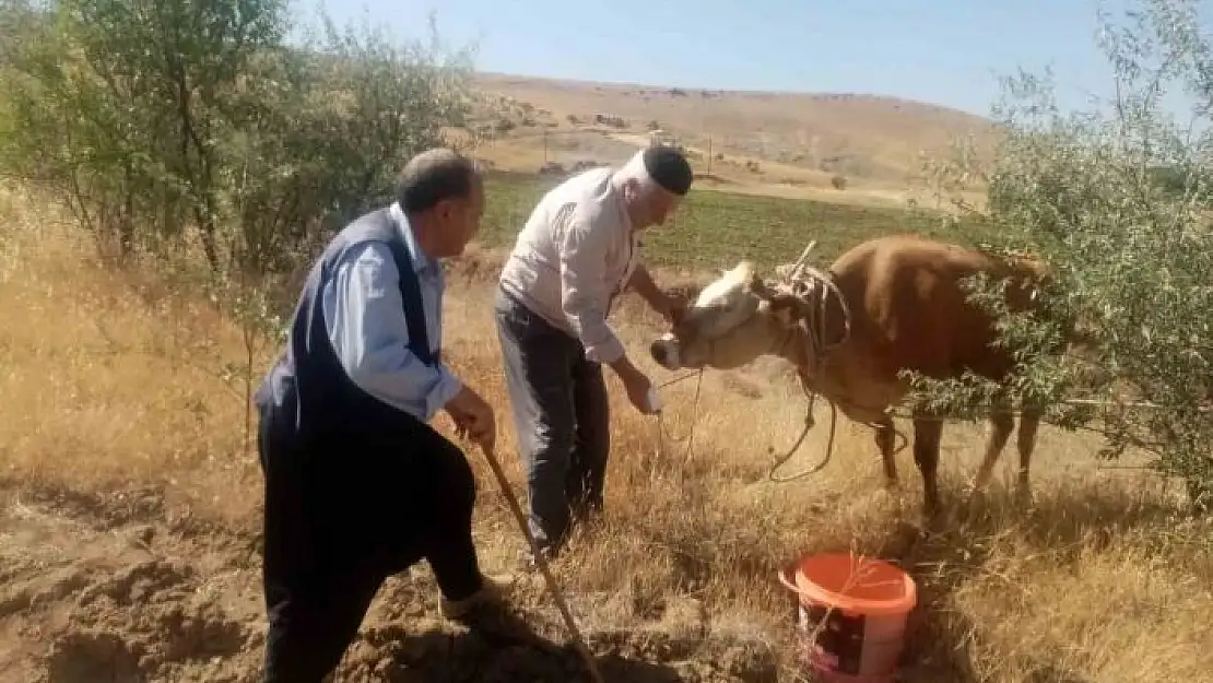 'Kurban Bayramında kesilmemek için kaçan inek, 22 gün sonra ortaya çıktı'