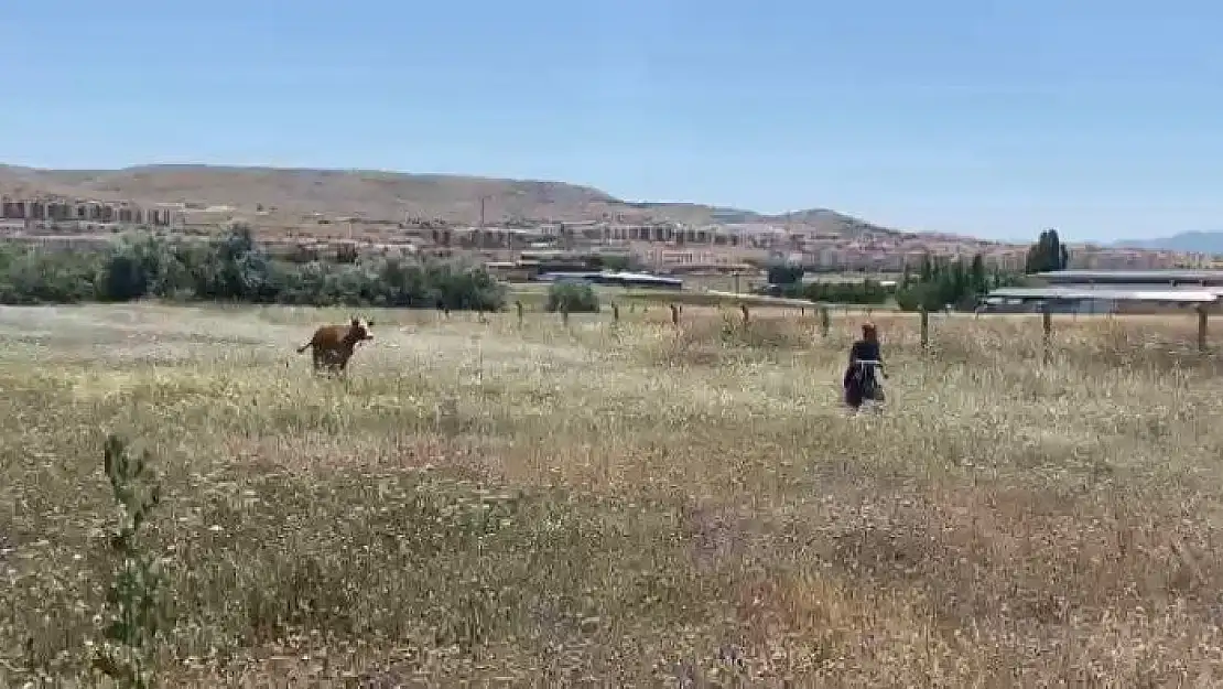 'Kurban Bayramının ilk ´kaçağı´ Elazığ´dan: Kurbanlık inek sahibinin omurgasını kırıp kaçtı'