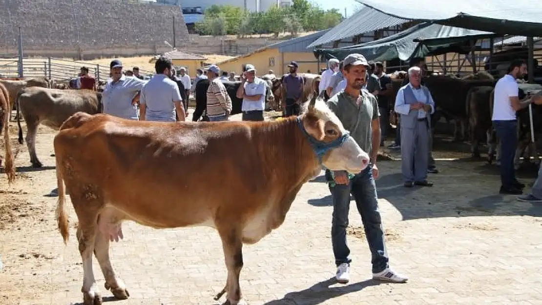 'Kurban pazarında son gün yoğunluğu'