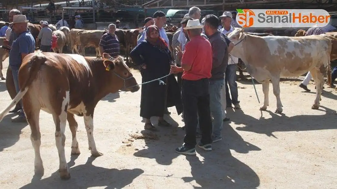 Kurban pazarında son gün yoğunluğu