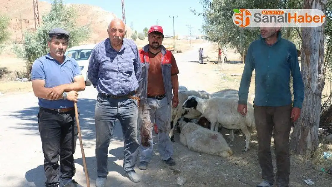 Kurbanlık fiyatları son günde yarı yarıya düştü