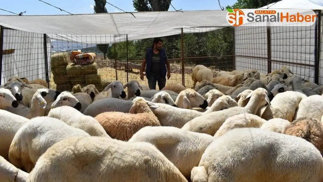 Kurbanlık satışları başladı