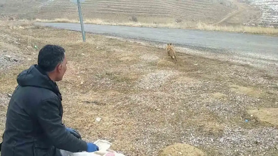 'Kurnaz tilki bu kez yakayı ele verdi'