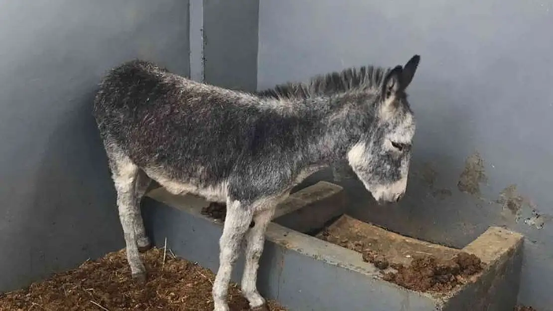 'Kurt ve köpek saldırısı sonucu yaralanan sıpa, sağlığına kavuştuğu hayvan hastanesinin maskotu haline geldi'