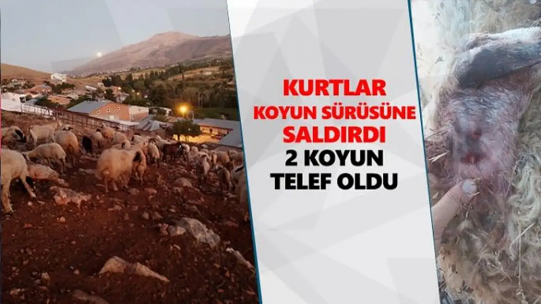 Kurtlar koyun sürüsüne saldırdı