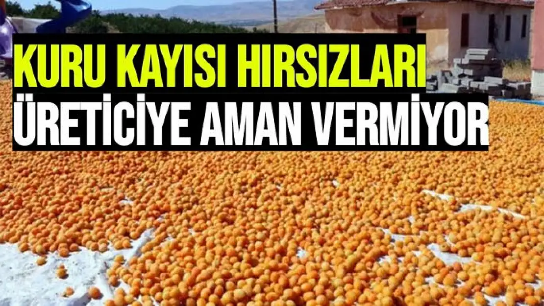 Kuru kayısı hırsızları üreticiye aman vermiyor